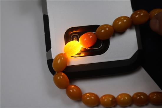A single strand graduated oval amber bead necklace, gross 31 grams, 44cm.